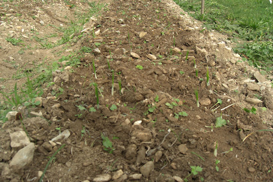 Campo con piantagione e visione innevata con la prima crescita delle piantine