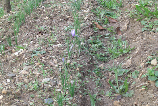 Inizio fioritura in campo