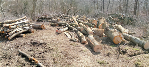 Asta pubblica per l'assegnazione di lotti boschivi ad uso focatico in Andonno